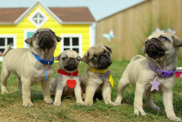 Cutie pugs