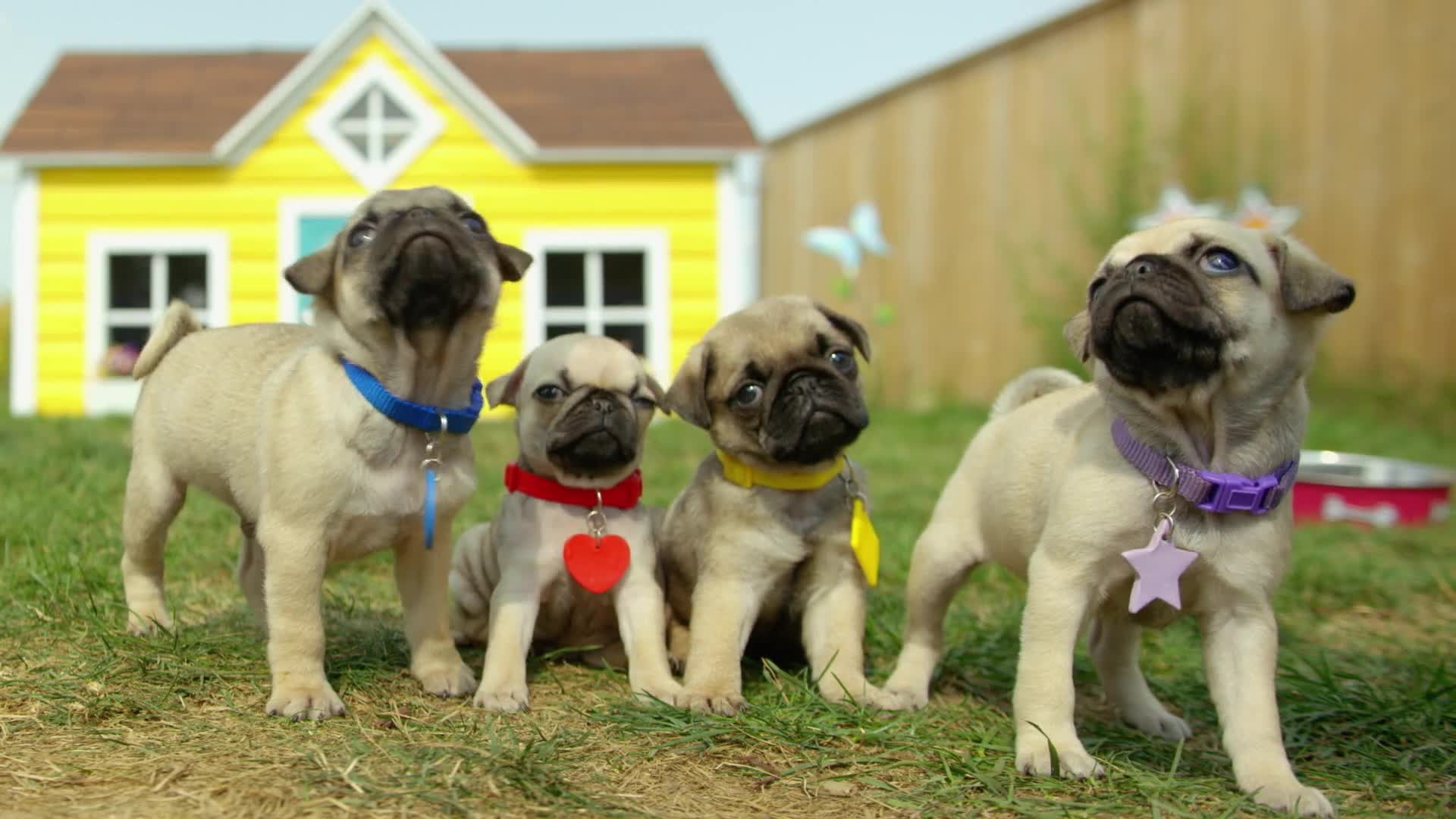 Jersey Perro Cómodo Lavable Suéter Para Perros Pequeños - Abrigo Cálido Y  Elástico Para Mascotas Ropa Perro Pequeño Invierno, image size:1920x1080